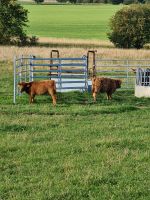 Verkaufe Hochlanrinder Thüringen - Hörselberg-Hainich Vorschau