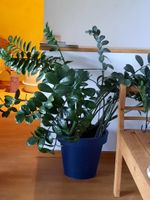 Zimmerpflanze Zamioculcas / Glücksfeder ca. 1,10 m Bayern - Priesendorf Vorschau