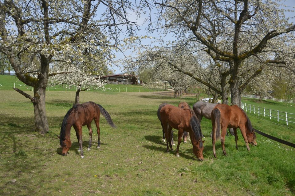 Vollblut Araber Jährling für Freizeit Reiten, Familie und Zucht in Boppard