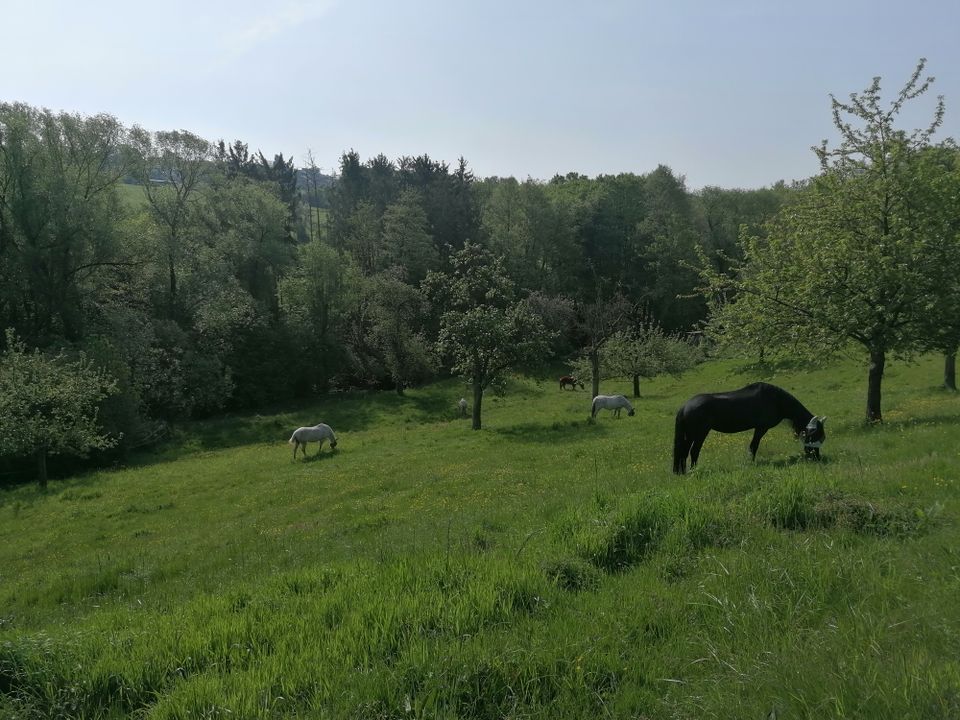 Weideplatz/Offenstall Pferd Selbstversorger Bonn Lengsdorf in Bonn