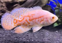 Astonotus occelatus Albino Red Tiger (Pfauenaugenbuntbarsch) Bayern - Schwarzenbruck Vorschau