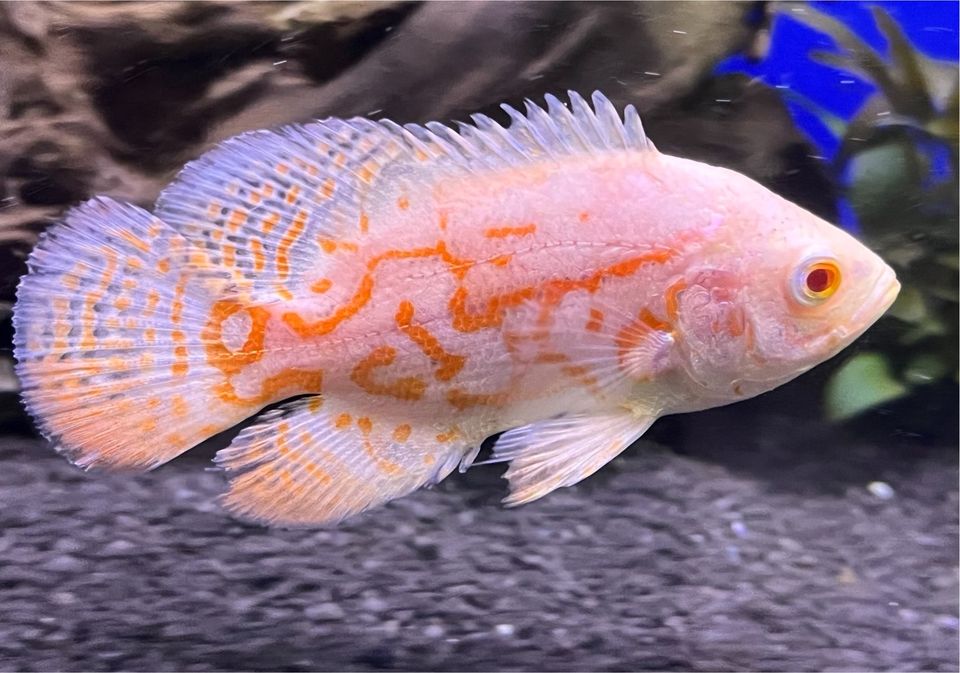 Astonotus occelatus Albino Red Tiger (Pfauenaugenbuntbarsch) in Schwarzenbruck