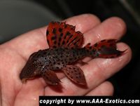 L 91 Leporacanthicus triactis "Dragon Fin" Bayern - Raubling Vorschau