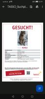 Kater vermisst Nordrhein-Westfalen - Castrop-Rauxel Vorschau