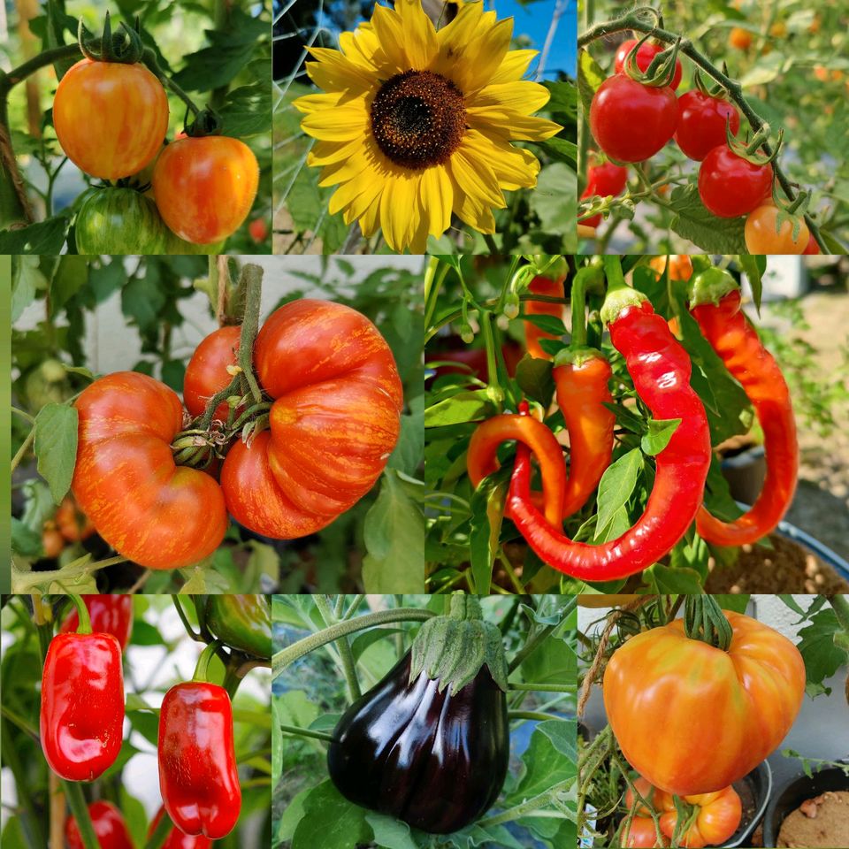 Tomate Sonnenherz, Saatgut, Samenfest, Samen, natürlicher Anbau in Rheinstetten