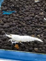 PWL Snow White Caridina DNZ ( Niers-Garnelen ) Nordrhein-Westfalen - Goch Vorschau