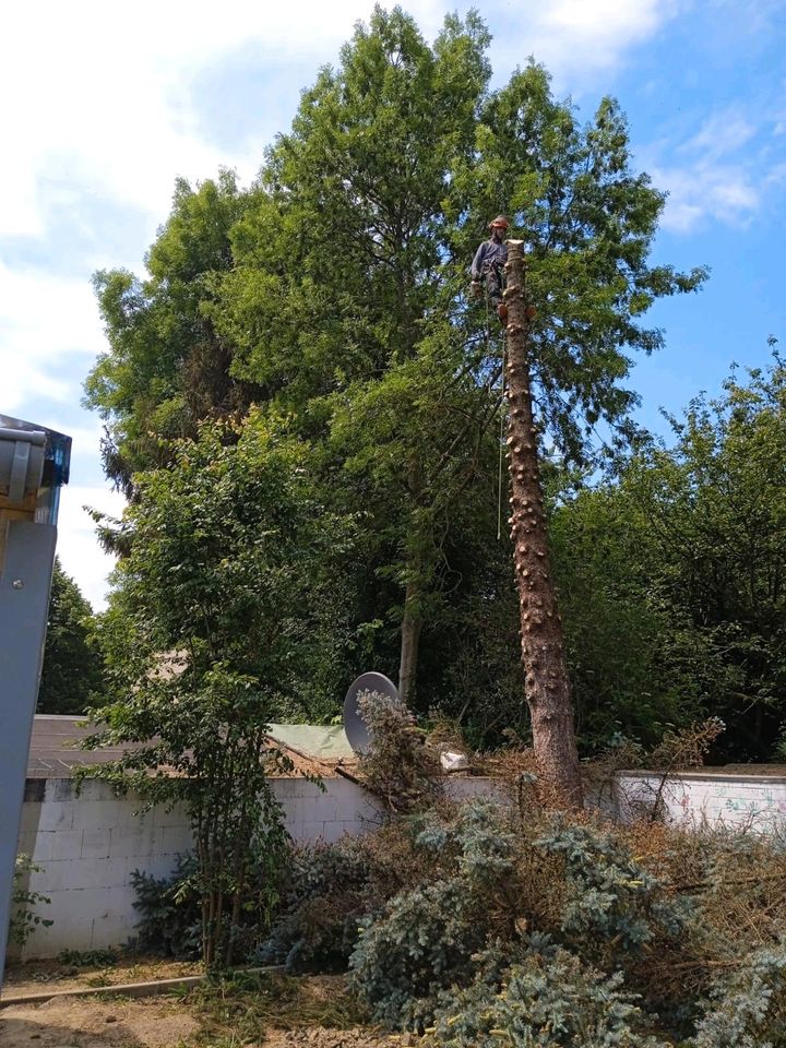 Baum fällen,schneiden, kürzen,baumschnitt in Wesseling