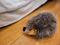 Steiff Igel Kuscheltier Bayern - Marktoberdorf Vorschau