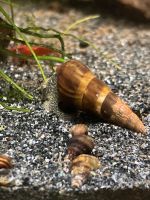 Riesenturmdeckelschnecke Brotia Herculea ab 2€ Hessen - Hanau Vorschau