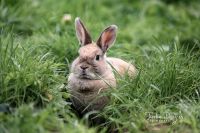 Kaninchen Weibchen Schleswig-Holstein - Kellinghusen Vorschau