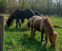 Biete Ponyspaziergänge an Nordrhein-Westfalen - Bad Sassendorf Vorschau