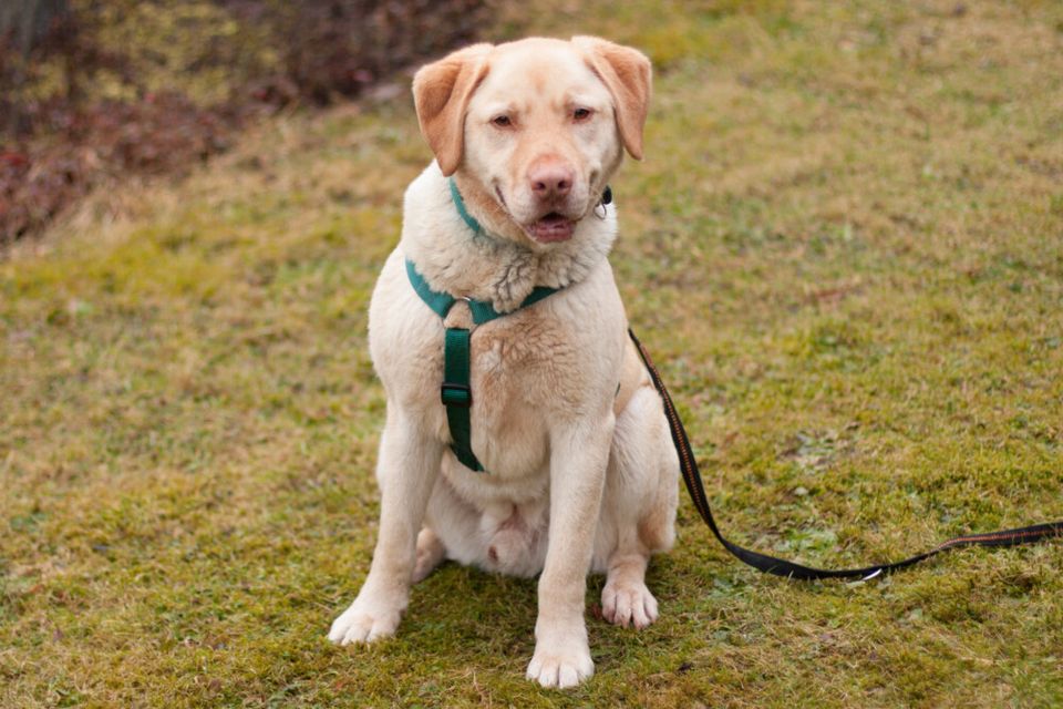 Leonell, Labrador, 6 Jahre, männlich, Tierhilfe Franken e.V. in Lauf a.d. Pegnitz