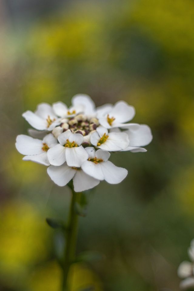 Edixar 2.8-35mm  Anschluss M42 + Sonnenblende + Bilder in Gernsbach