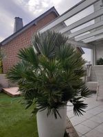 Zwergpalme Chamaerops 'Vulcano' Palmen Nordrhein-Westfalen - Wesel Vorschau