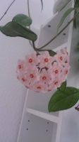 Hoya Carnosa ( Wachsblume)  Jungpflanzen Nordrhein-Westfalen - Krefeld Vorschau