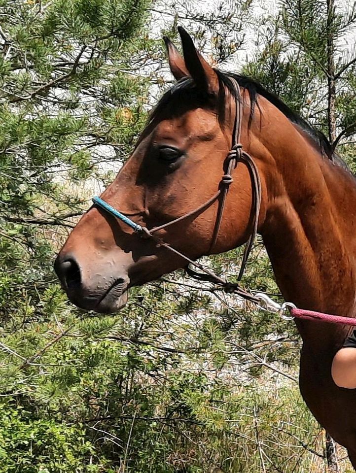 Pflege-/Reitbeteiligung gesucht (Pferd sucht Mensch) in Salzatal