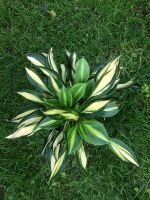 Funkie Hosta Lakeside Little Tuft Pflanzen Stauden aus Bio Nordrhein-Westfalen - Wesel Vorschau