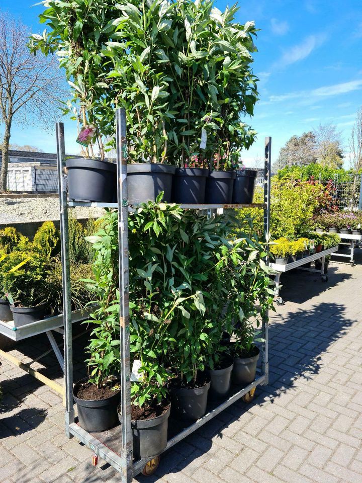 Formgehölze, Bonsai, Gartenbonsai, Ilex crenata in Sögel