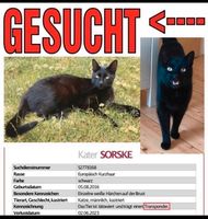 Kater Katze vermisst entlaufen in Buggingen Baden-Württemberg - Buggingen Vorschau
