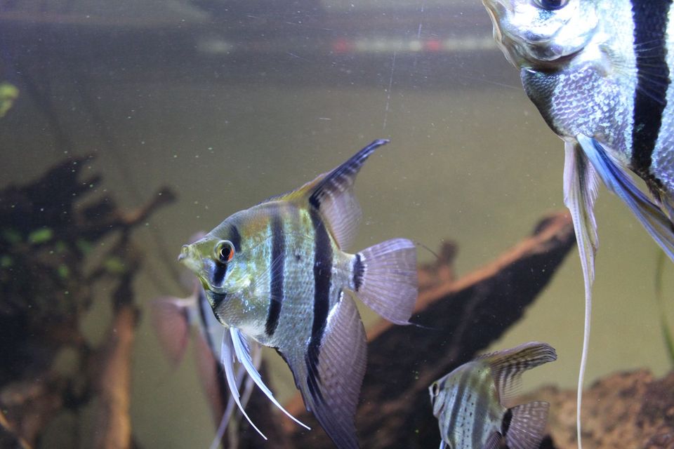 Junge Skalare Pterophyllum Altum DANTUME 6 Stück 27€ 8-12cm in Uetze