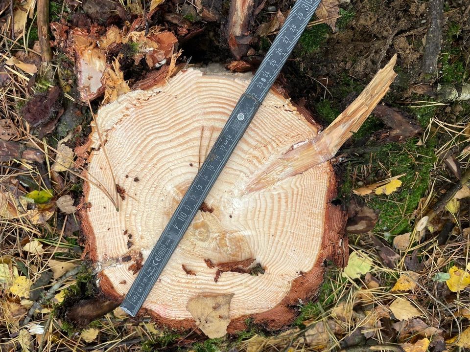 Energieholzernte Baumschere Fällgreifer Rodung Waldrandpflege in Dingolfing