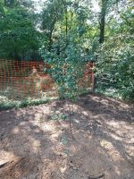 Mirabellen Baum Nordrhein-Westfalen - Stemwede Vorschau