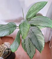 Dieffenbachia Aglaonema Silber große Pflanze Niedersachsen - Barsinghausen Vorschau