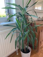 Yucca Palme Schleswig-Holstein - Molfsee Vorschau