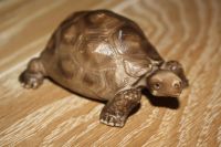 SCHLEICH Riesen Schildkröte Niedersachsen - Bad Fallingbostel Vorschau