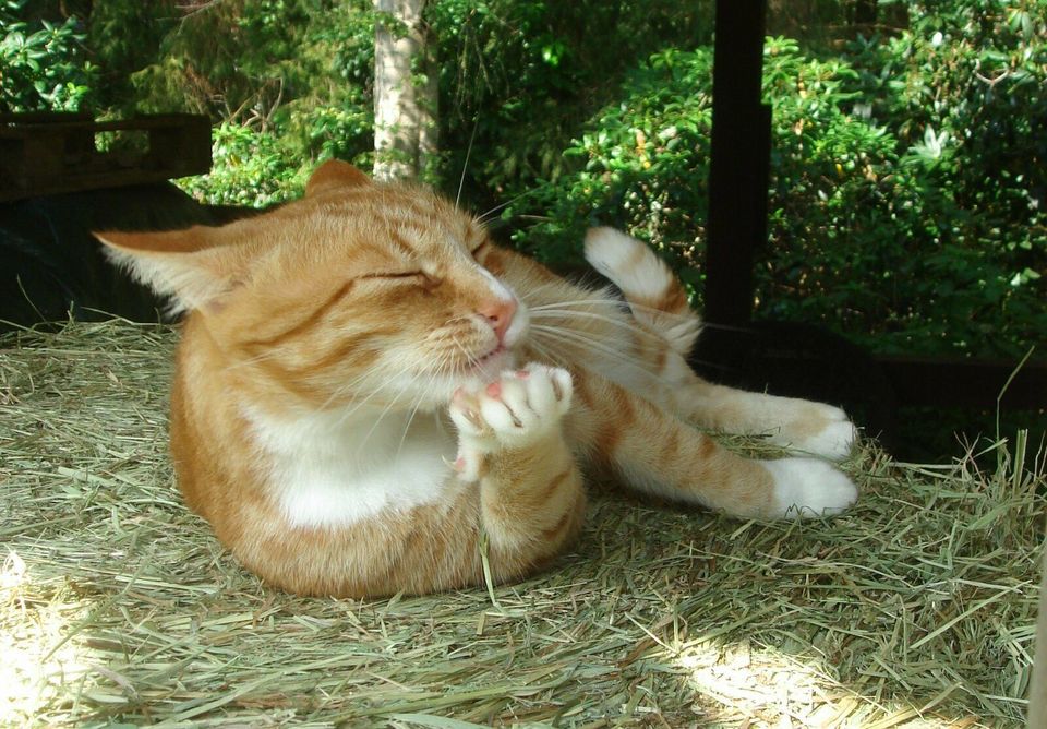 Roter Kater / Katze vermisst bei Rastede / Niedersachsen in Rastede