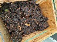 Kompostwürmer für Wurmkiste Nordrhein-Westfalen - Kleve Vorschau