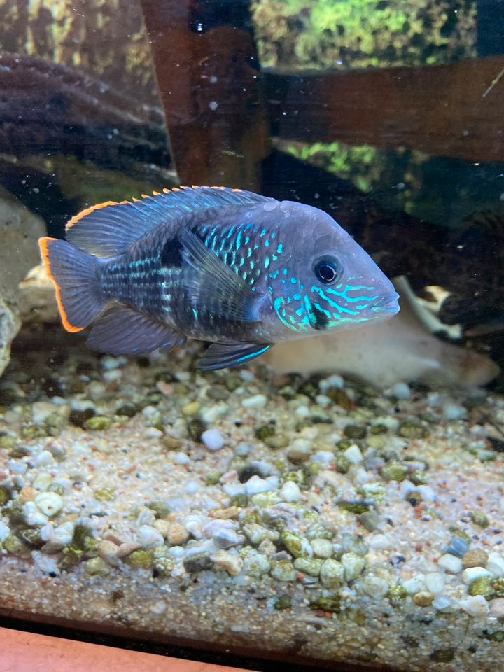 Nachwuchs Goldsaumbuntbarsch - Andinocara rivulatus in Wilnsdorf