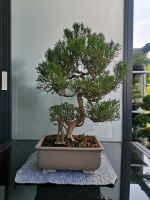 Bonsai Wacholder Bayern - Hilpoltstein Vorschau