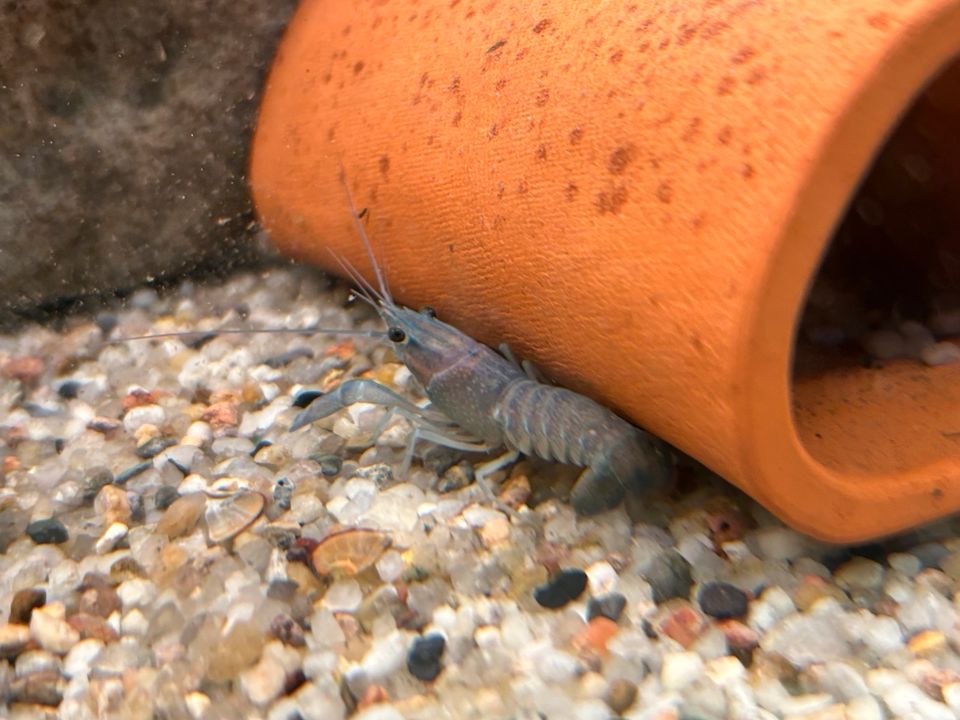 Rotscherenkrebs 6-7cm Cherax quadricarinatus 7,90€ Krebs in Rangendingen