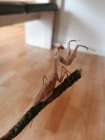 Rhombodera kirbyi Gottesanbeterin Mantis Mantiden Sachsen - Wechselburg Vorschau