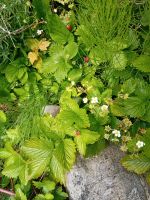 Wald-Erdbeerenpflanzen zu verschenken Bayern - Bad Wörishofen Vorschau