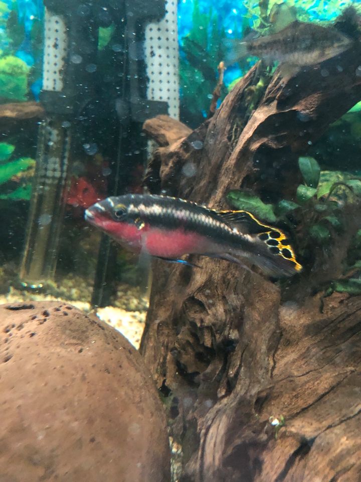 Pelvicachromis Pulcher Purpurprachtbarsch Nachzuchten in Wetter (Ruhr)