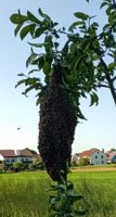 Carnica Bienen 2x Schwarm Kö-in Eilage! Dadant Zander DN Miniplus Bayern - Puchheim Vorschau