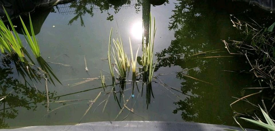 Eimer mit Teichpflanzen, getopft, 3 Sorten in Obergurig