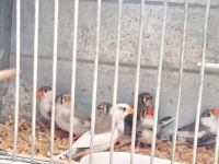 Zebrafinken zu verkaufen Niedersachsen - Bramsche Vorschau