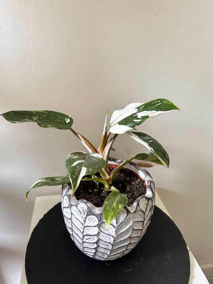 Philodendron white Princess in Beverungen