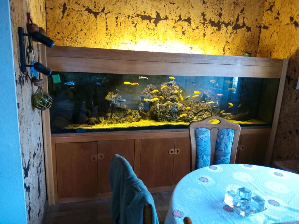 großes Aquarium  610 Liter in Lindlar