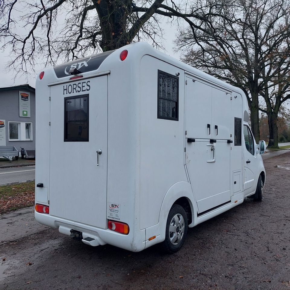 Pferdetransporter STX Horsebox Opel 3,5 t gebraucht, 5-Sitzer in Großderschau