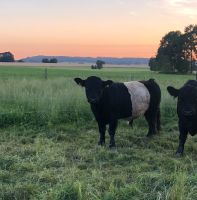 Black Belted Galloway Bullen Reinrassig Herdebuch Bayern - Erkheim Vorschau