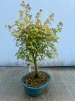 Dreispitz Bonsai, kein Fächerahorn oder Acer, Balkon, Garten München - Ramersdorf-Perlach Vorschau