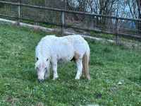 Pony,Wallach, Palominoschecke, Mini, Bayern - Staudach-Egerndach Vorschau