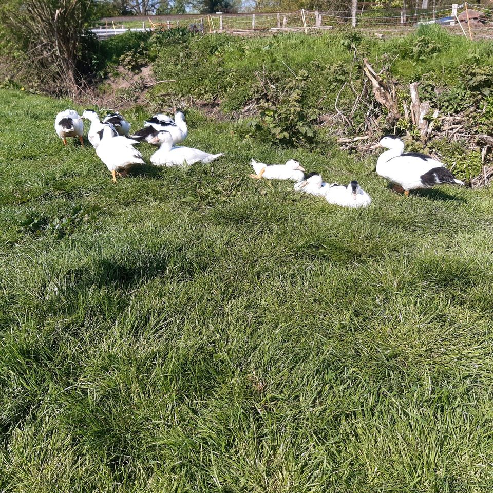 Barbarie-Enten StummentenWarzenentenFlugenten Pekingenten Muladen in Böhnhusen