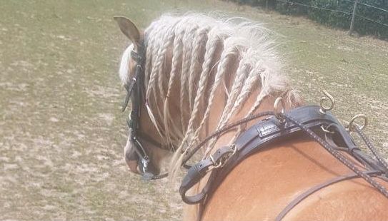 Freizeitpony Mini-Haflinger angehendes Kinderpony Kutschpony in Mönchengladbach