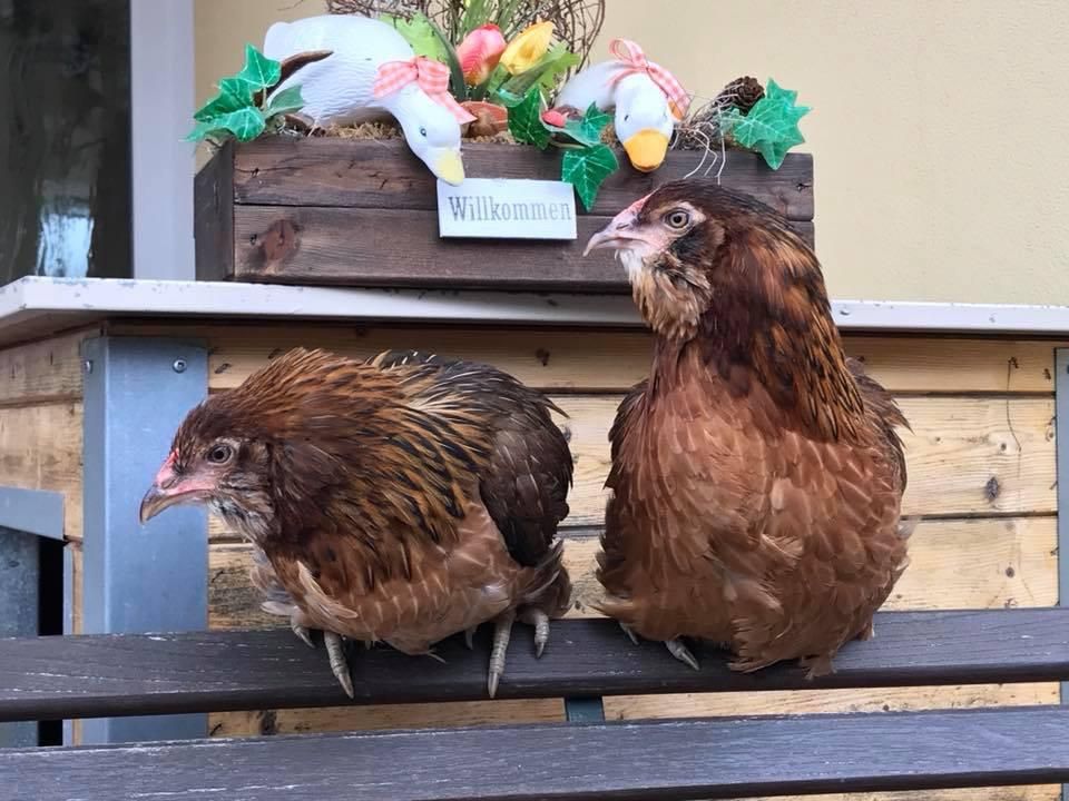 Junghennen Legehühner Grünleger Maran Wachteln Geflügelverkauf in Seeg