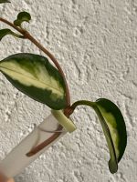 Hoya carnosa Tricolor Steckling variegata Hessen - Darmstadt Vorschau